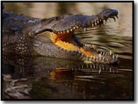 Zoológico vende carne de crocodilo para financiar despesas