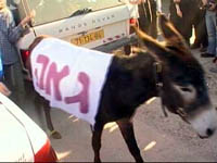 Parada-gay  em Jerusalem substituida por parada do gado