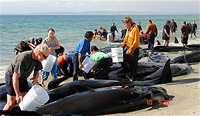 Suicídio  de massa de baleias na Nova Zelândia
