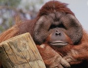 Zoológico em Moscou quer o público doar os abrigos para macacos