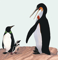 Pingüins gigantes habitavam o Peru