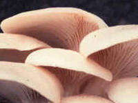 Cientistas portugueses descobrem cogumelos que absorvem lixos