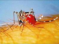 Aquecimento global aumentará dengue na América Latina