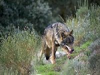 Os Verdes Propõem Medidas de Reforço à Proteção do Lobo Ibérico em Portugal. 34825.jpeg Os Verdes Propõem Medidas de Reforço à Proteção do Lobo Ibérico em Portugal. 34825.jpeg