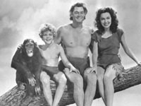 Estrela de Holliwood chimpanzé Chita comemora 75 anos