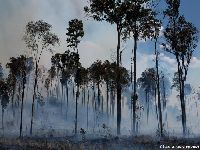 Para 77% dos brasileiros, proteger meio ambiente é urgente. 34864.jpeg Para 77% dos brasileiros, proteger meio ambiente é urgente. 34864.jpeg