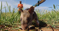 Moçambique treina ratos para eles encontrarem as minas