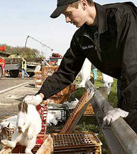 Cinco mil coelhos tombaram estrada na Hungria (foto)