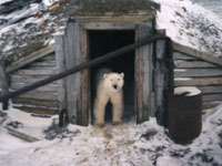 Rússia tratará de salvar da extinção os ursos polares permitindo sua caça legal
