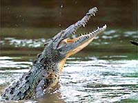 Crocodilos mataram 52 pessoas na Somália