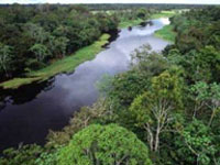 Grupo de cinco pessoas desapareceu na selva amazônica