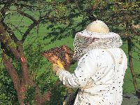 Celuloses est&atilde;o a contaminar o p&oacute;len, denunciam os apicultores do Caramulo. 28913.jpeg
