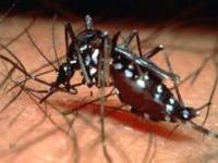 Bahia registrou mais de seis mil casos de dengue até a primeira semana de Fevereiro