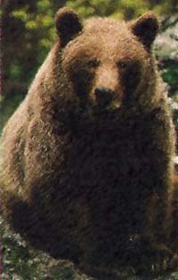 Alemanha: o urso selvagem Bruno foi morto