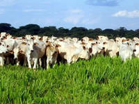 Brasil: Tendências na pecuária