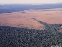 Lei de floresta zeraria desmate na Amaz&ocirc;nia. 22982.jpeg