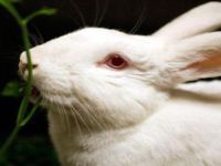 Proposta de altera&ccedil;&atilde;o de projeto de lei sobre testes em animais para cosm&eacute;ticos. 22992.jpeg
