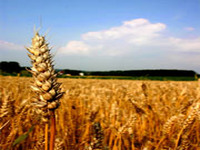 As incógnitas genéticas do trigo