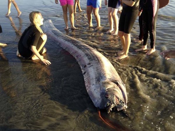 As  treze mais monstruosas criaturas do mar