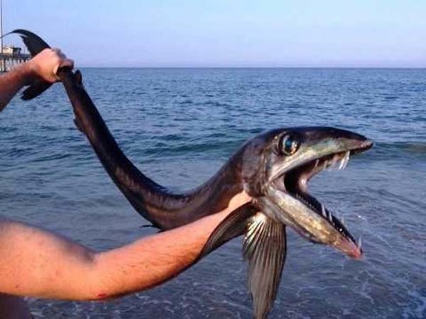 As  treze mais monstruosas criaturas do mar