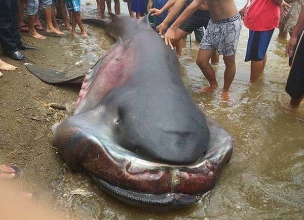 As  treze mais monstruosas criaturas do mar