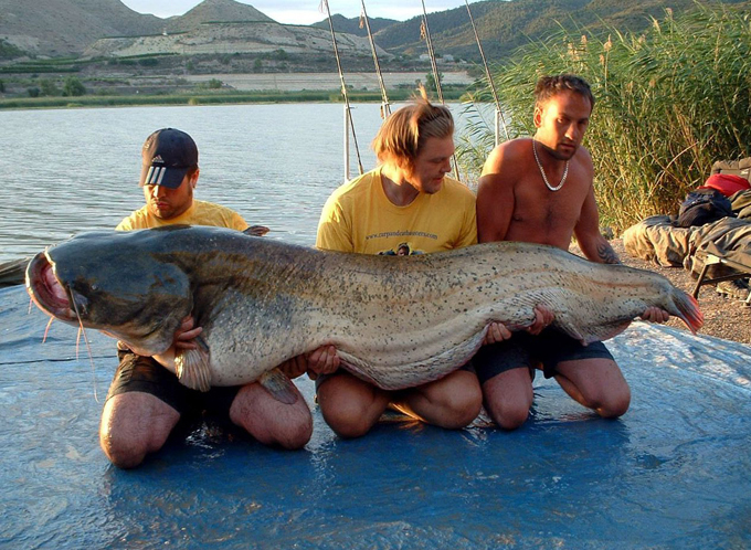 Recordistas da captura de peixe