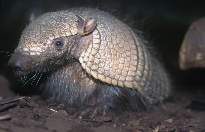 Animais à beira  de extinção