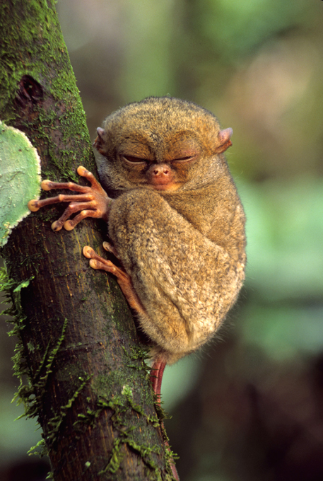 Animais à beira  de extinção