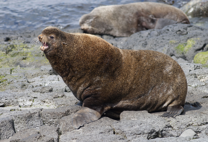 Animais à beira  de extinção