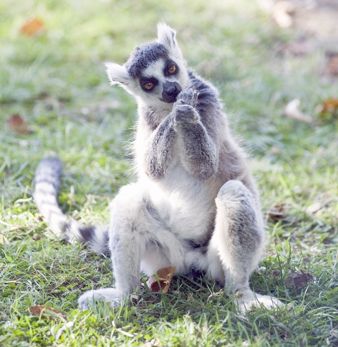 Animais à beira  de extinção