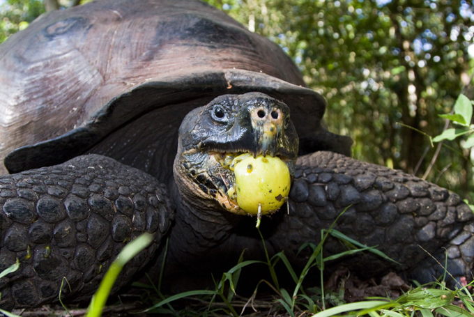Animais à beira  de extinção
