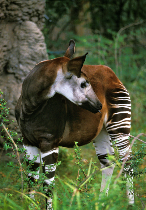 Animais à beira  de extinção