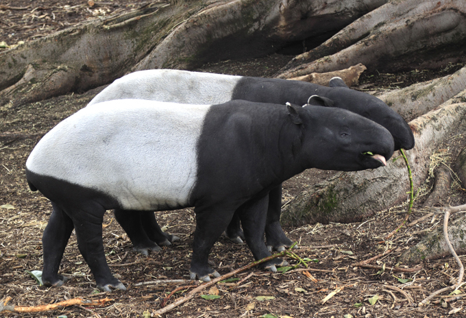 Animais à beira  de extinção