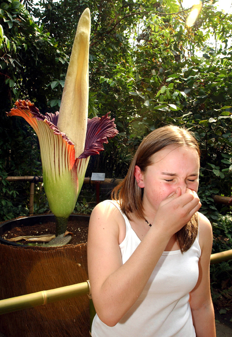 Planta curiosa e estranha de Sumatra