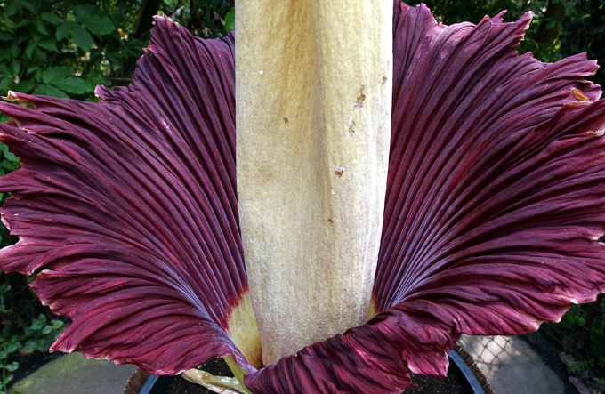 Planta curiosa e estranha de Sumatra