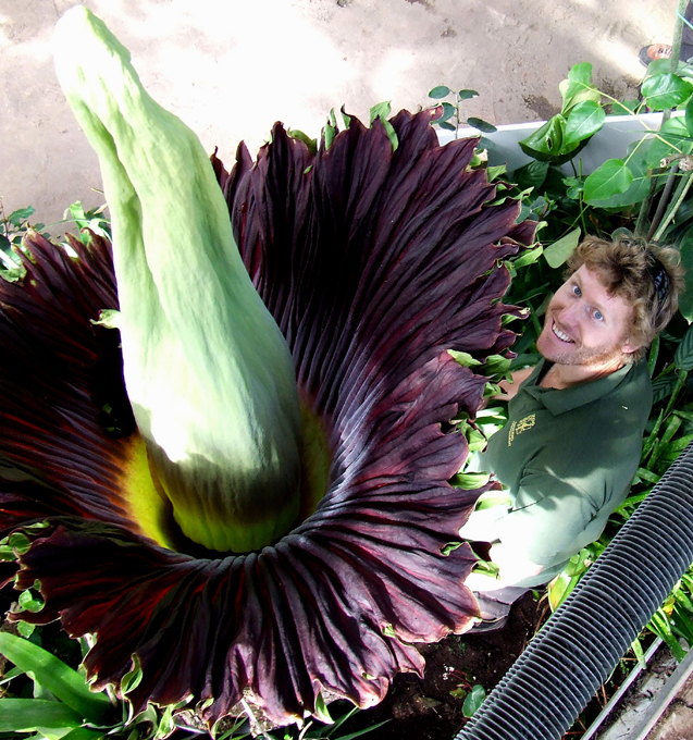 Planta curiosa e estranha de Sumatra