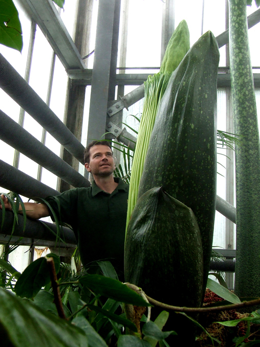 Planta curiosa e estranha de Sumatra