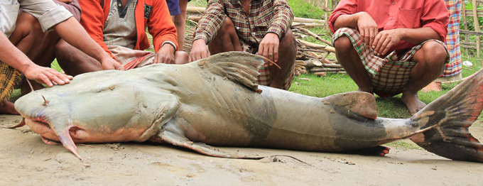 Monstro capturado num rio na Índia