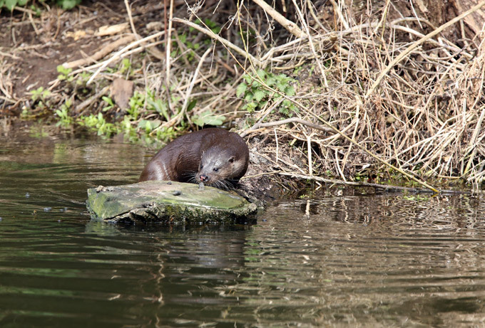 Lontra pegando pique