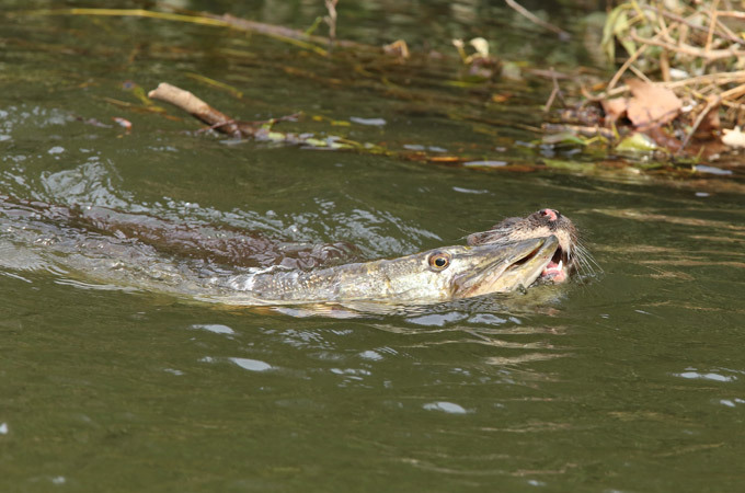 Lontra pegando pique
