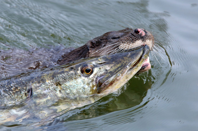 Lontra pegando pique