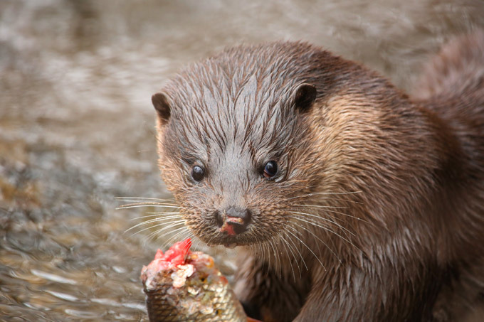 Lontra pegando pique