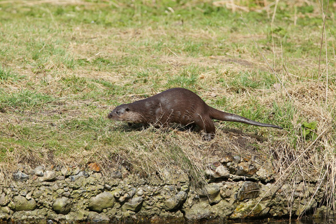 Lontra pegando pique