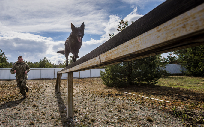 Cães de guerra continuam o serviço na Rússia