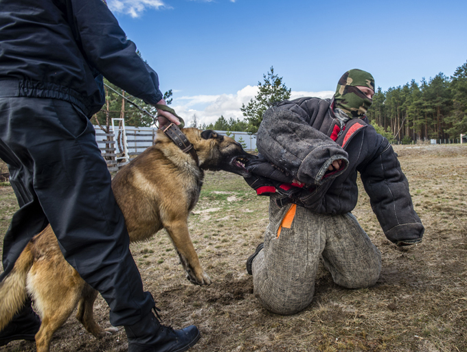Cães de guerra continuam o serviço na Rússia