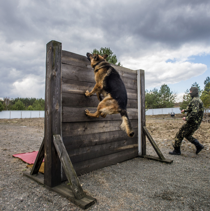 Cães de guerra continuam o serviço na Rússia