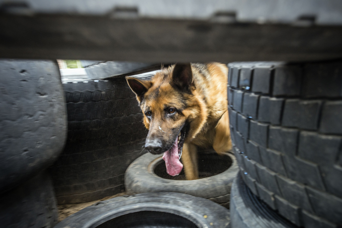 Cães de guerra continuam o serviço na Rússia