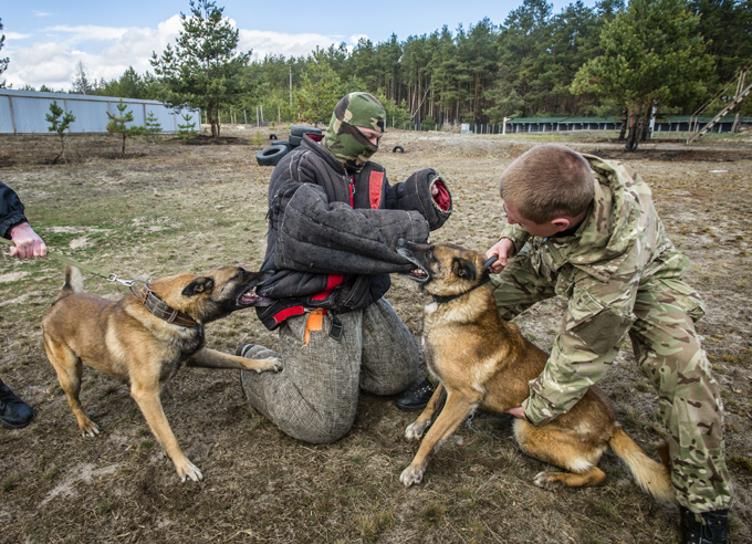 Cães de guerra continuam o serviço na Rússia