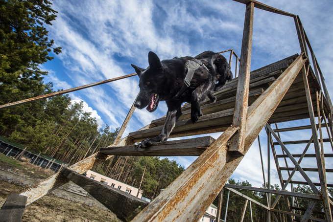 Cães de guerra continuam o serviço na Rússia