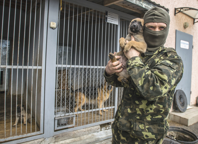 Cães de guerra continuam o serviço na Rússia